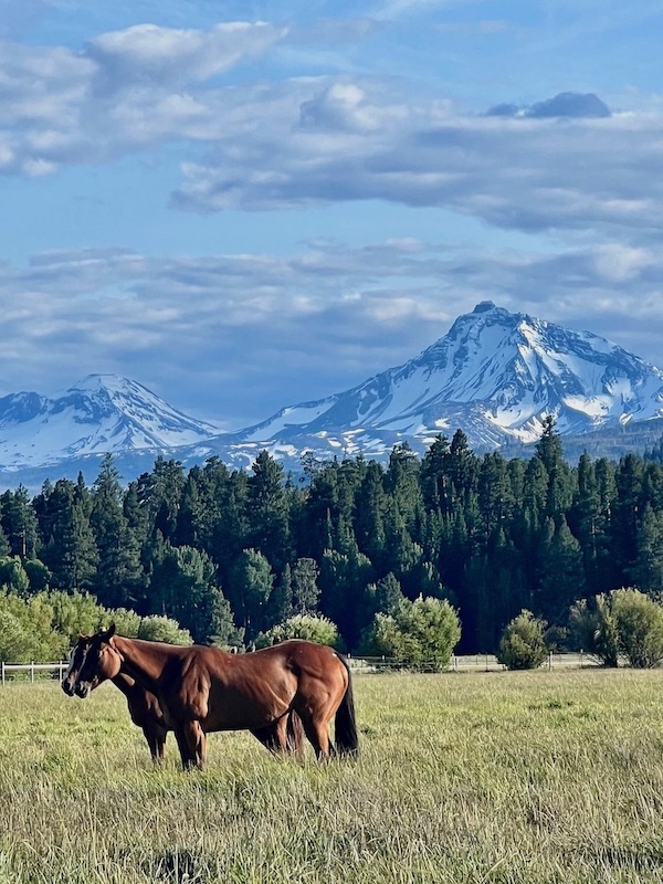 Landscape and horse